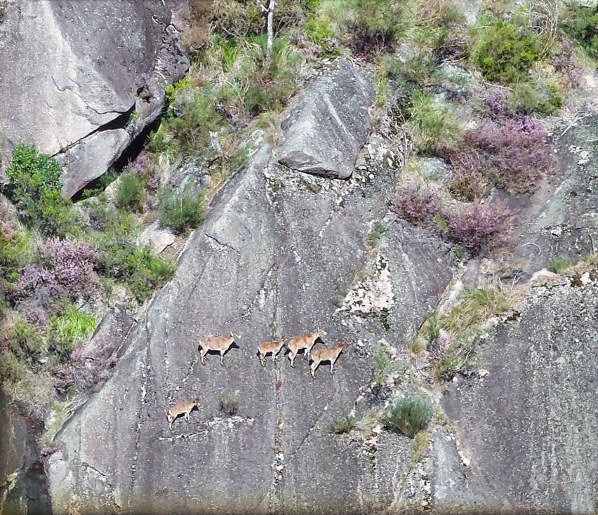 cabras-geres-vitorlimavieira