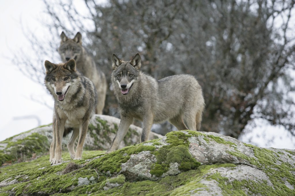 canis-lupus-signatus