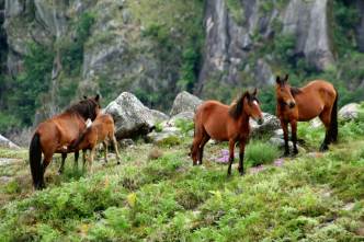 peneda-wild-