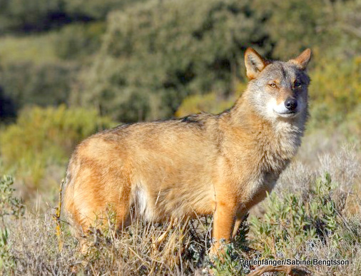 iberian-wolf-pedro-alarcao