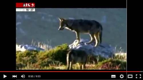 proteccao-lobo-iberico