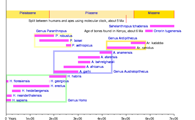 Hominin-species